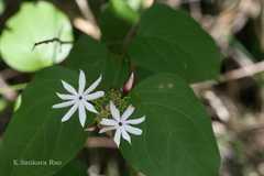 Jasminum malabaricum